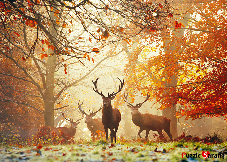 가을 숲의 수사슴