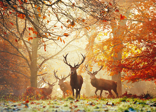 가을 숲의 수사슴
