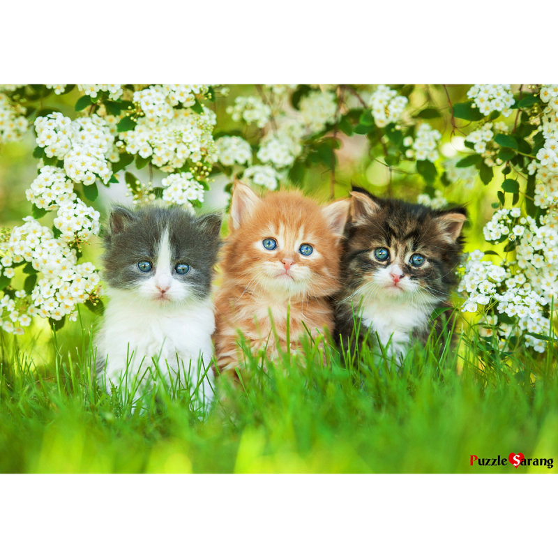 흰 꽃밭의 아기고양이들