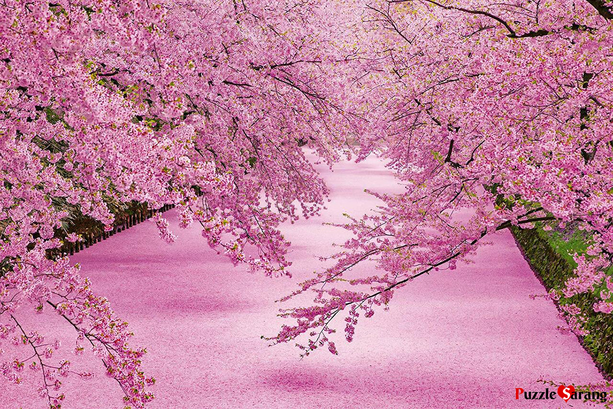 분홍빛으로 물든 히로사키 공원