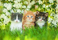 흰 꽃밭의 아기고양이들